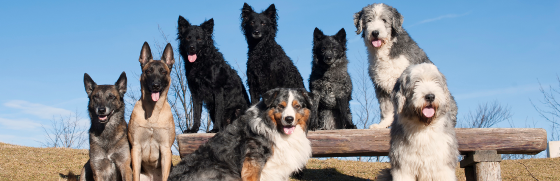 Special Walk - Weihnachtsspecial!