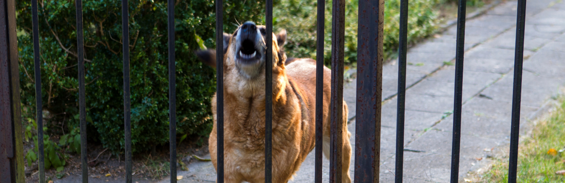 Bellen am Gartenzaun adé