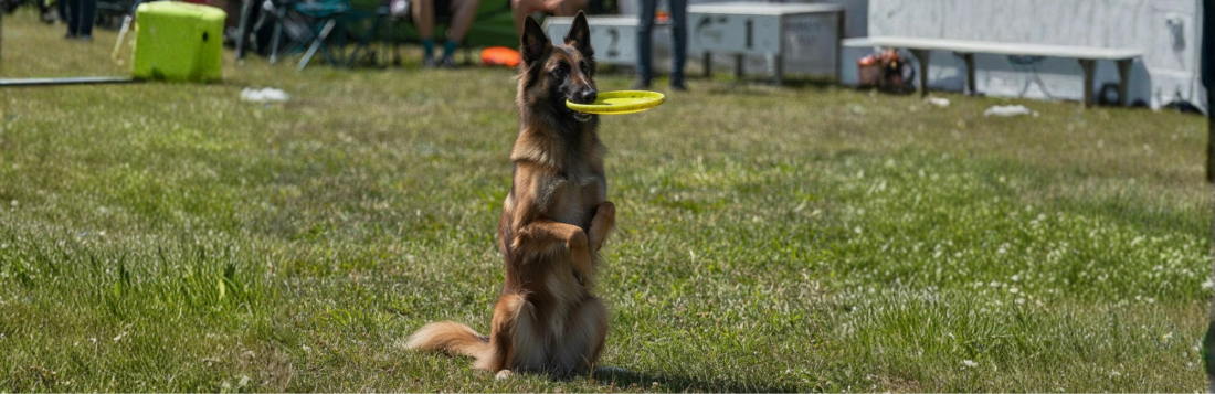 Hundetraining 2.0