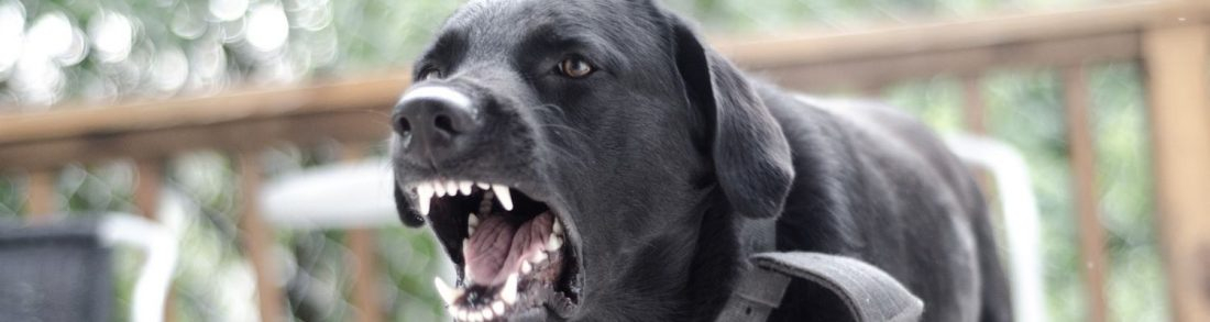 Begegnungstraining Hund-Hund