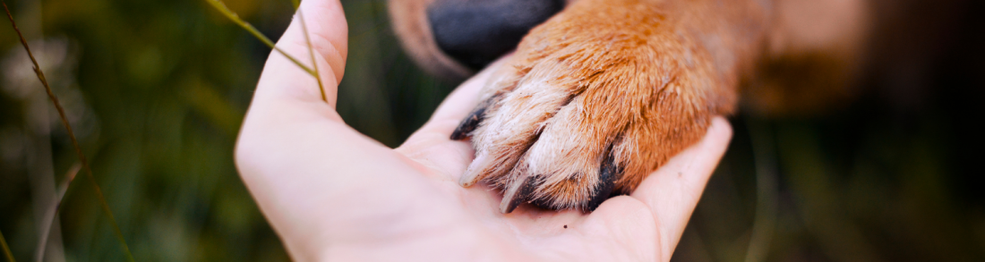 Krallen kürzen ohne Stress